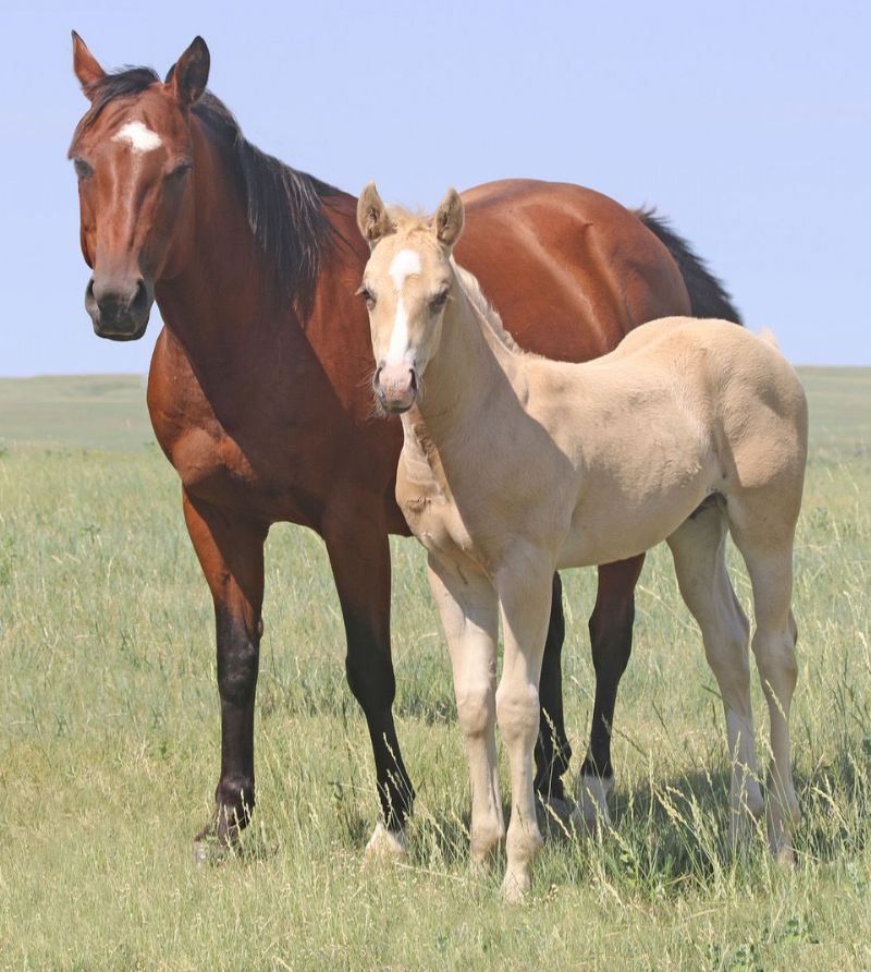 032 - Kingette Shiner colt